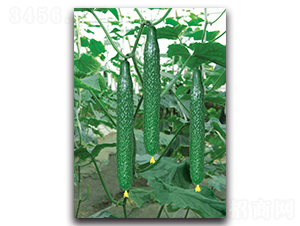 ����216-�S�ϷN��-����˹