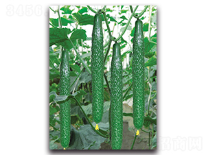 �����̖-�S�ϷN��-����˹