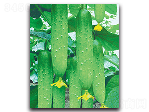 �@�S-�S�ϷN��-����˹