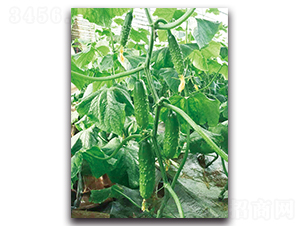 �@�Sһ̖-�S�ϷN��-����˹