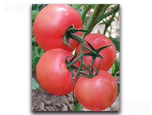 凱瑞-番茄種子-荷瑞斯