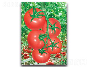 凱悅-番茄種子-荷瑞斯