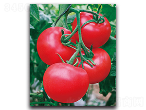 麗達(dá)-番茄種子-荷瑞斯
