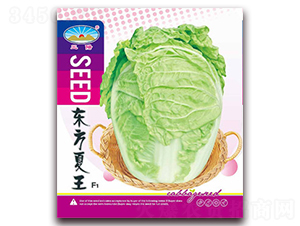 東方夏王-白菜種子-天和種業(yè)