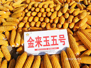 ������5̖-���׷N��-�����N�I(y��)