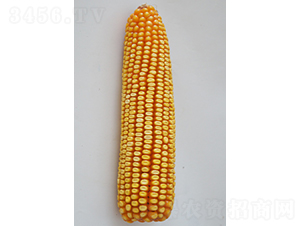 ���8̖-���׷N��-���N�I(y��)