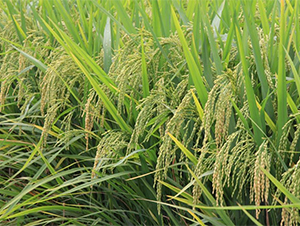 ����(y��u)3165-ˮ���N��-�����r(n��ng)�I(y��)