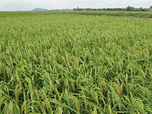 II��(y��u)818-ˮ���N��-�����r(n��ng)�I(y��)