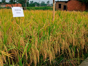 ������(y��u)540-ˮ���N��-�����r(n��ng)�I(y��)