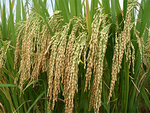 ����(y��u)140-ˮ���N��-�����r(n��ng)�I(y��)