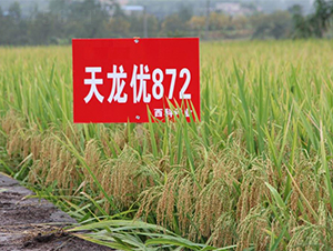 ������(y��u)872-ˮ���N��-�����r(n��ng)�I(y��)