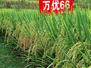 �f��(y��u)66-ˮ���N��-�����r(n��ng)�I(y��)