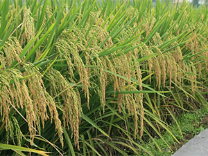 B��(y��u)268-ˮ���N��-�����r�I(y��)