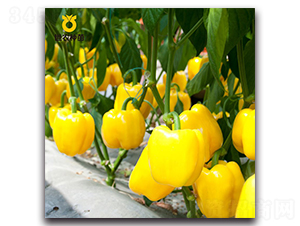 ���ρ�-�����N��-���r(n��ng)�N��