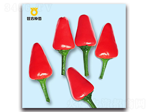 米口辣-辣椒種子-世農(nóng)種苗