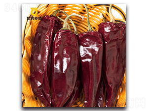 SN紅勛-辣椒種子-世農(nóng)種苗