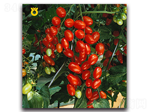 ܽɺ88����ɽ88��-���ѷN��-���r(n��ng)�N��