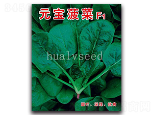 Ԫ������F1-���˷N��-�A�G