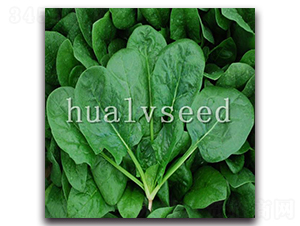 ��G2̖-���˷N��-�A�G