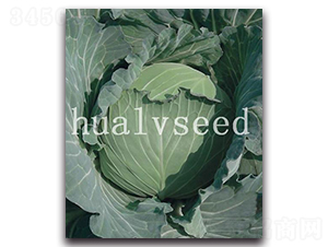 超越甘藍(lán)-甘藍(lán)種子-華綠