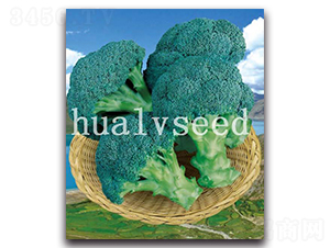 �ߍ�-���m���N��-�A�G