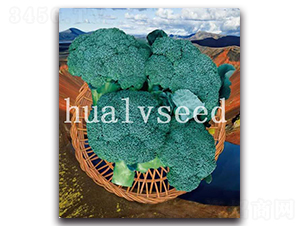 火山-西蘭花種子-華綠