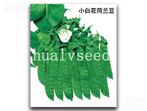 小白花荷蘭豆-荷蘭豆種子-華綠