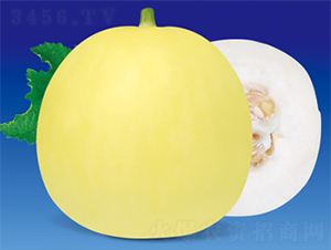 澤甜金澤-甜瓜種子-澤甜種業(yè)
