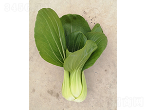 �;G508-�Ͳ˷N��-���зN�I(y��)