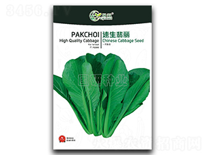 速生翡麗-小白菜種子-國(guó)研種業(yè)