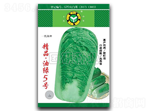 油綠5號(hào)-白菜種子-國(guó)研種業(yè)