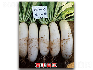 ���S����-�}���N��-�S�{�N��