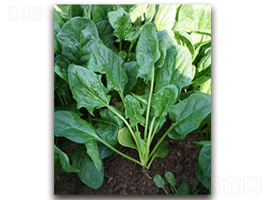 TI-11F-���˷N��-�S�{�N��