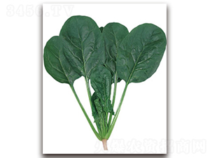 ��ʢ-���˷N��-�S�{�N��