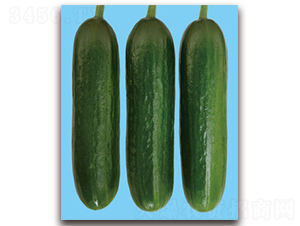 �����_(d��)-�S�ϷN��-�S�{�N��