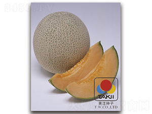 TI-122-甜瓜種子-黃瀧種子