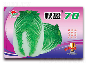 秋盈70-白菜種子-仁大農業(yè)