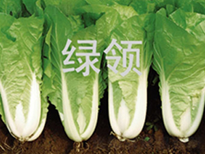 ���v1259-��˷N��-�G�I(l��ng)�N�I(y��)