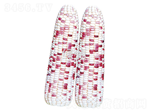 ����Ŵ608-���׷N��-�G�I(l��ng)�N�I(y��)