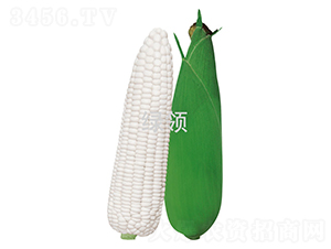 ��Ŵ1̖(h��o)-���׷N��-�G�I(l��ng)�N�I(y��)