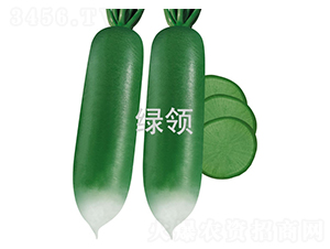碧玉青-蘿卜種子-綠領種業(yè)