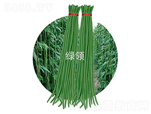 JK23-豆角種子-綠領(lǐng)種業(yè)