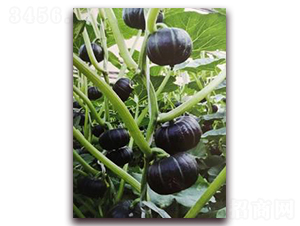 ؐؐ-�ϹϷN��-�����Z