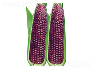 ����Ŵ-Ŵ���׷N��-�����Z