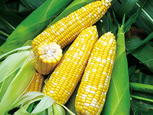 �pɫ�۴�-Ŵ���׷N��-���r(n��ng)��