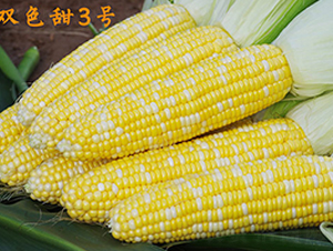 �pɫ��3̖(h��o)-�����׷N��-���r(n��ng)��