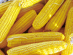 ����878-�����׷N��-���r(n��ng)��