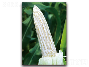 ��Ŵ8̖-Ŵ���׷N��-���r(n��ng)��