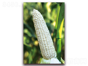 ��Ŵ685-��Ŵ���׷N��-���r(n��ng)��