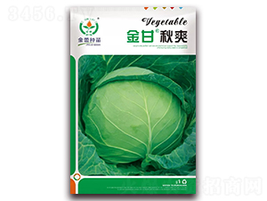 金甘秋爽-甘藍(lán)種子-金蕾種苗